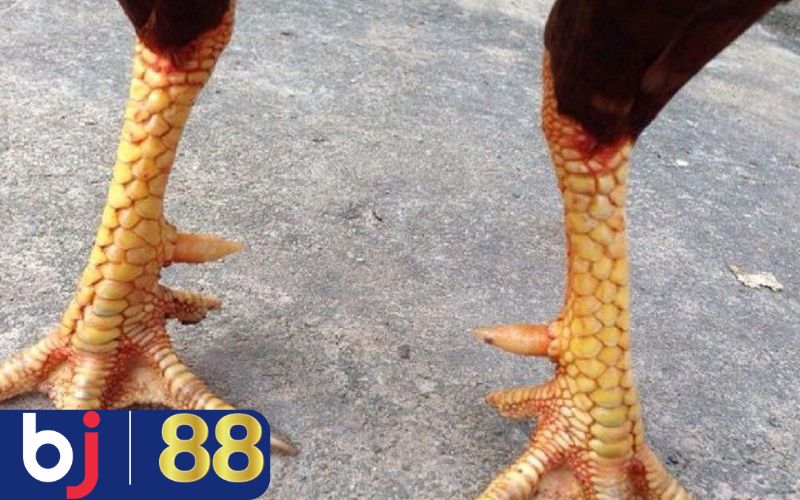 Bí quyết coi chân gà đá chuẩn chỉnh cho kê thủ