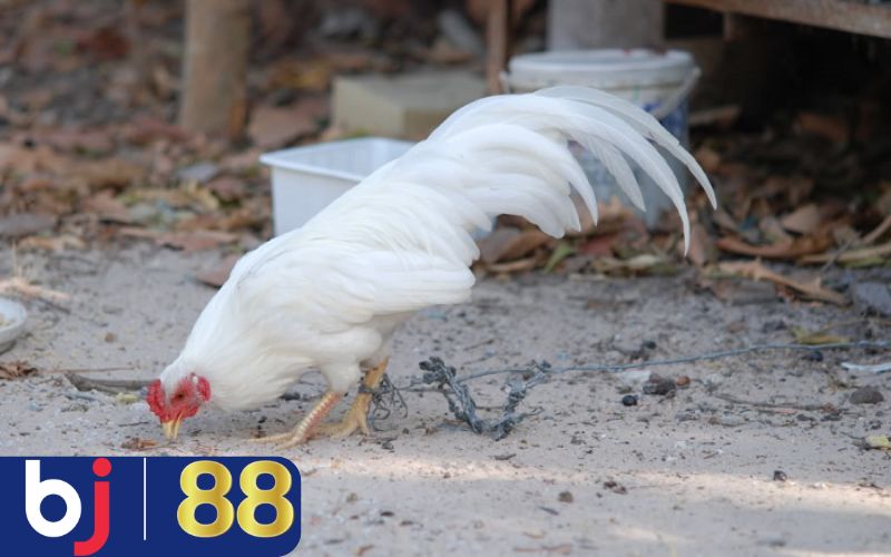 Cách nuôi gà đá bo lớn dựa vào chế độ ăn uống