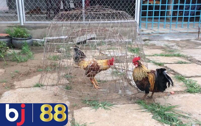 Cách nuôi gà đá mau sung với hệ miễn dịch khỏe mạnh