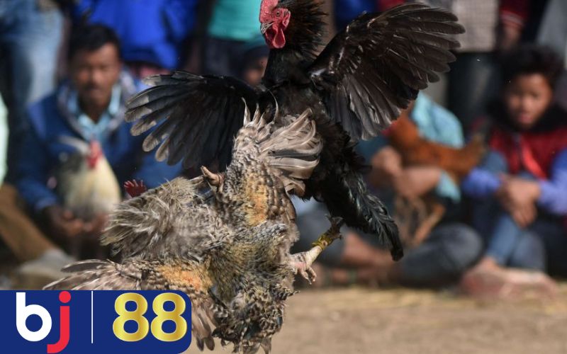 Cách phục hồi gà chiến sau khi thi đấu về