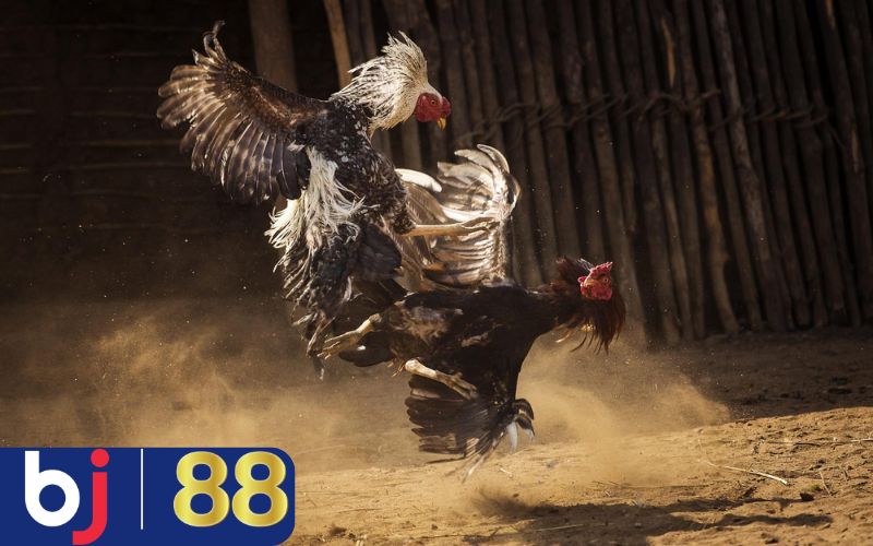 Cách xem tướng gà chọi thần kê dựa vào vóc dáng