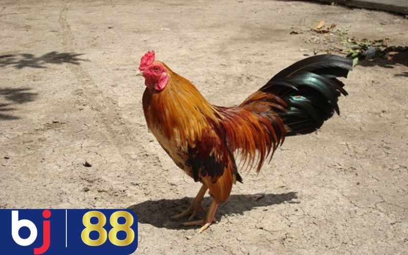 Chăm sóc, tiêm phòng định kỳ giúp gà đá chắc khỏe