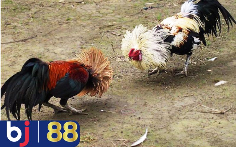 Gà có chân đen thường có sức mạnh bền bỉ