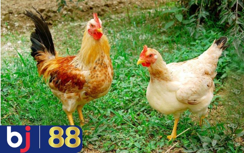 Mơ thấy nuôi gà có ý nghĩa thế nào? Giải mã chi tiết?