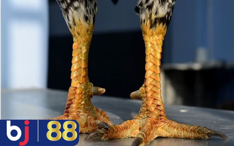 Vì sao cần nhận diện vảy khi coi chân gà đá?