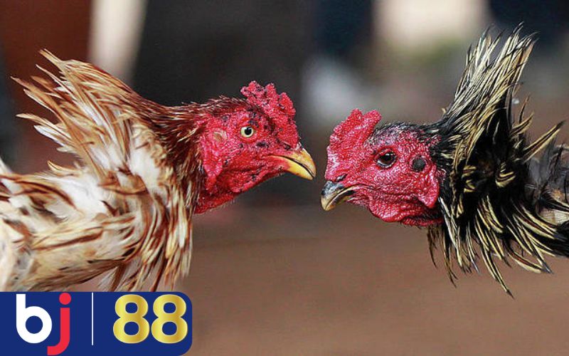 Cách nuôi gà đá chân mạnh sau mỗi buổi tập