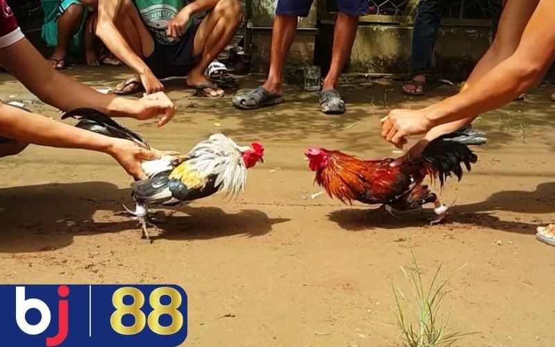 đá gà đòn là gì