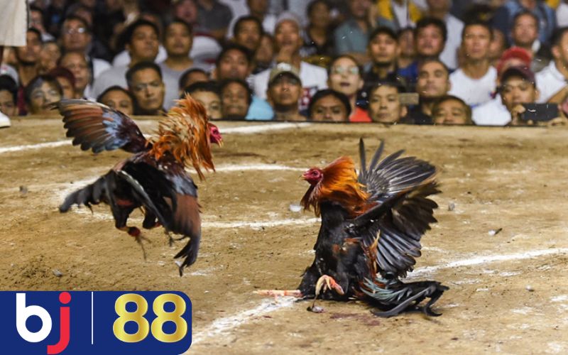 Mẹo chọn gà đá cựa sắt dựa vào thể trạng