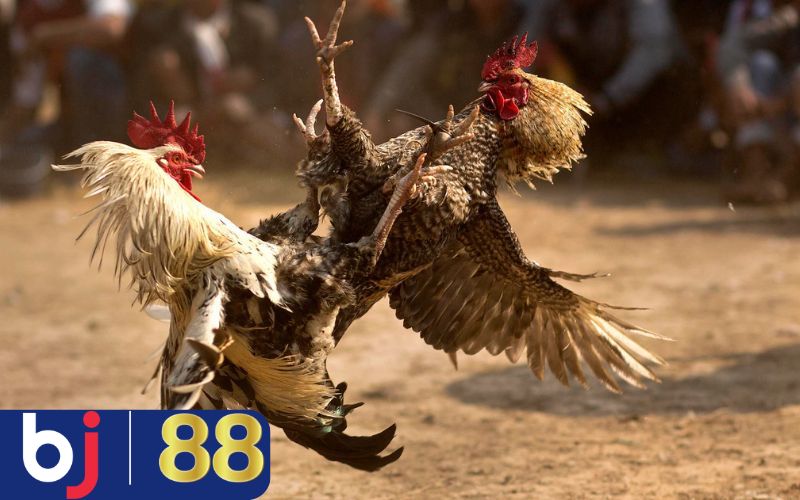 Cập nhật lịch thi đấu chọi gà liên tục