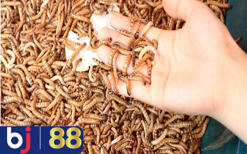 Đảm bảo chế độ dinh dưỡng giúp gà mau sung sức