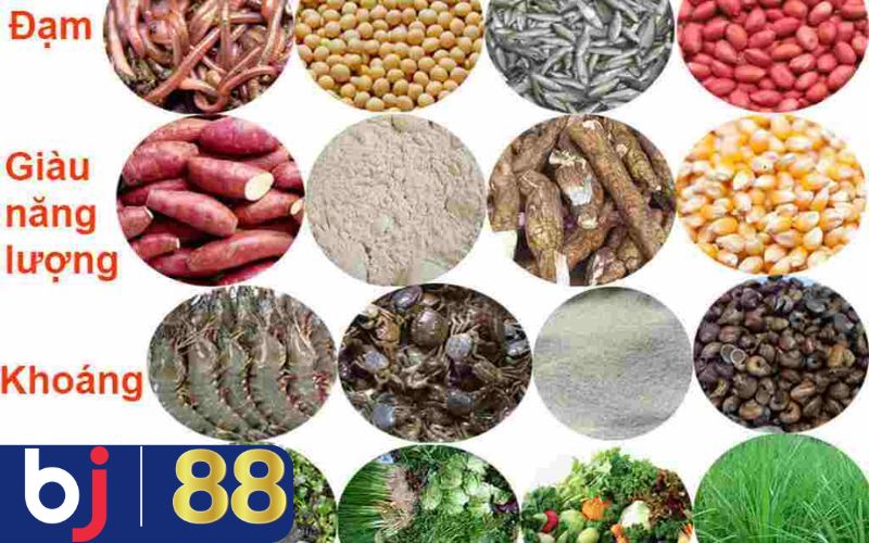 Nuôi gà đá cần bổ sung Protein một cách khoa học