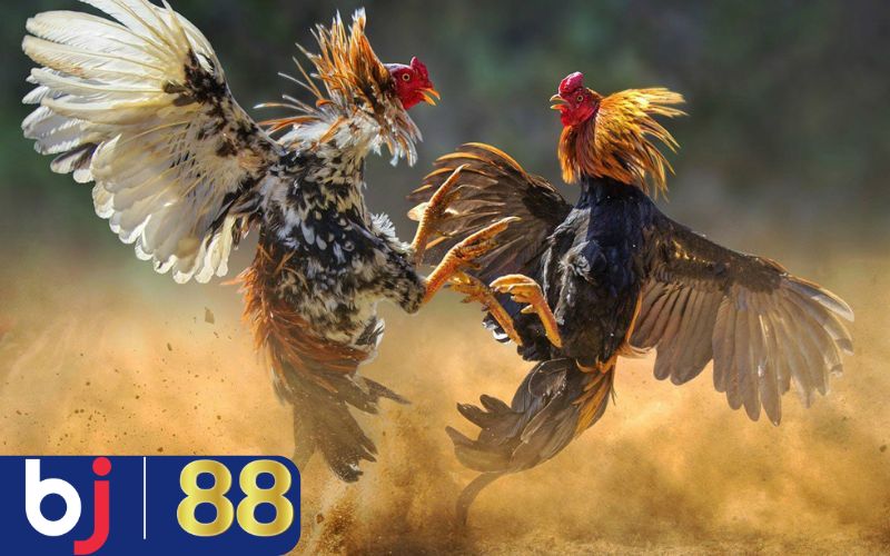 Theo dõi kết quả trận đấu đá gà liên tục